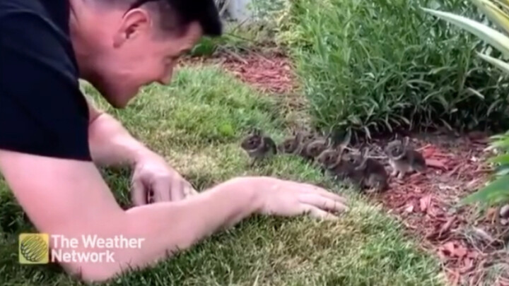 Gặp cả bầy thỏ con hoang dã trên đường!