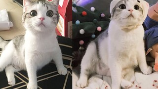 The cat has transformed from sweet to plump—she had a big head and a small body a year ago, but now 