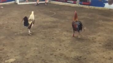 second fight draw mayahin amin