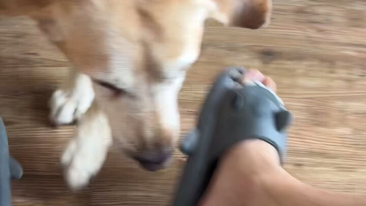This dog is a real dog~