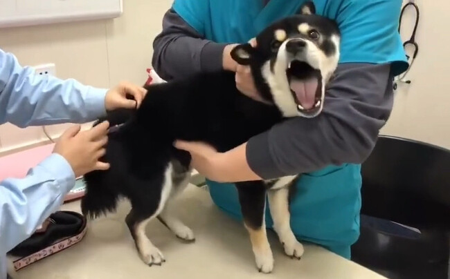 “Tôi! Không! Muốn! Tiêm!”