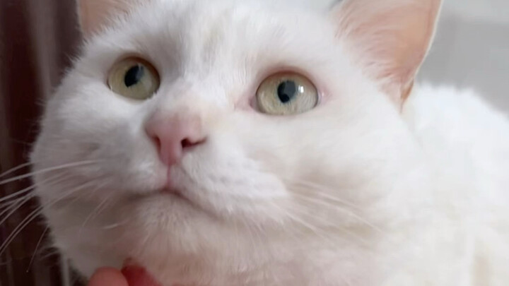 แมวสองตัวเข้าสู่ช่วงใช้กระบะทรายร่วมกัน