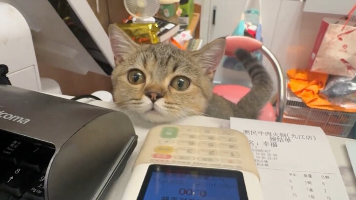 Even the little cat has come out to help watch the shop!