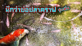 เลี้ยงปลานิลในบ่อปูนรุ่นที่5เห็นแล้วนึกว่าเลี้ยงปลาคราฟสไตล์korattv