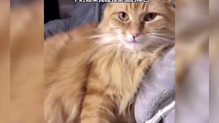 It Gets It All: Pets’ Confusing Behavior — Adorable Cats & Animals