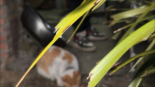 Pedas, segar, dan harum dalam satu panci, lidah terus mendidih.