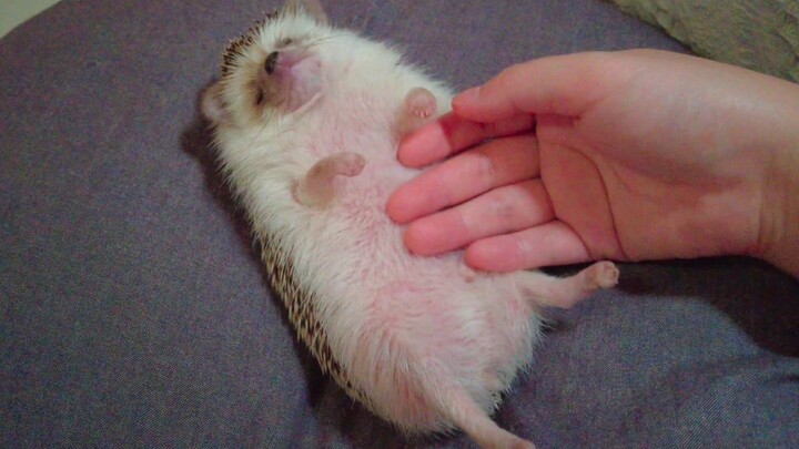 RUA’s Little Hedgehog