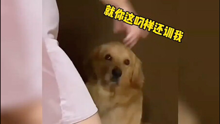 Humans: In our past life, we must've been dogs!