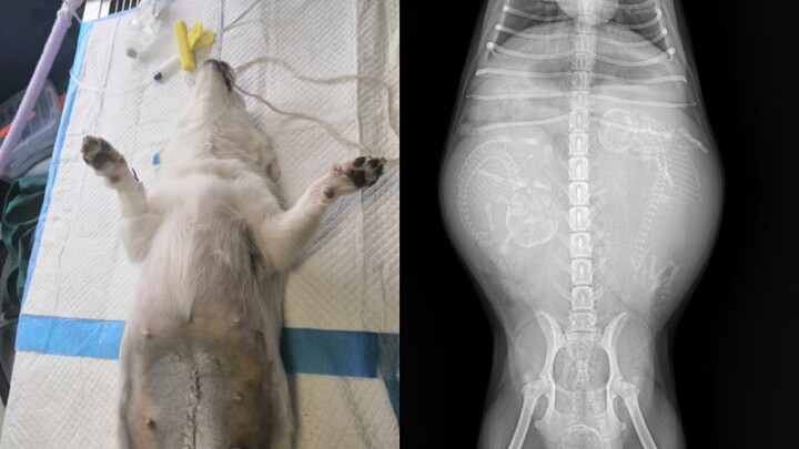 One day, I’ll be asked too: prioritize the elder or the younger!