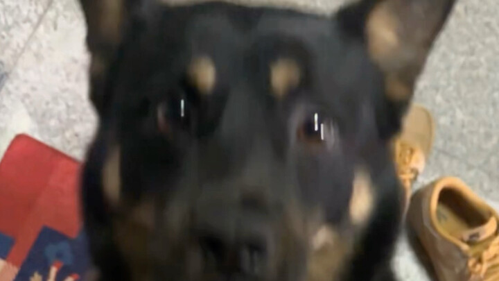 Challenge: Don't pet the dog on the way home