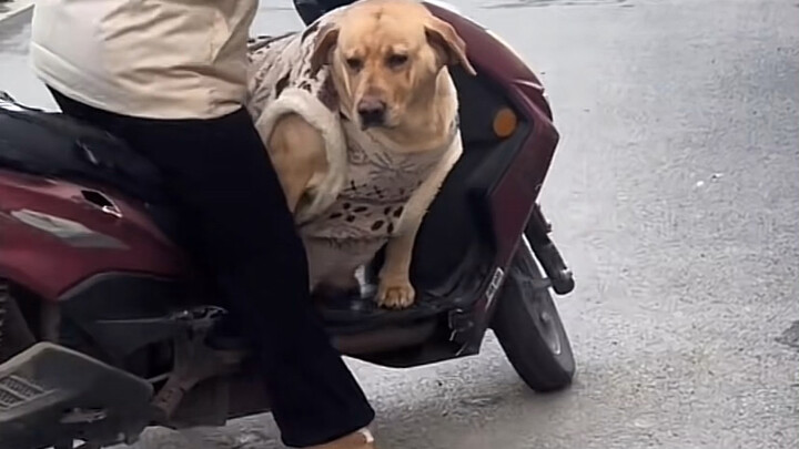Labrador: Aku nggak peduli, aku mau naik! Ban bocor pun nggak apa-apa!