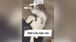 Vì dịch mà mẹ Beo đã trở thành bạn đồng hành của Beo, ngày ngủ đêm thức rùi 🥺 cat TikTokGGVN xyzbca