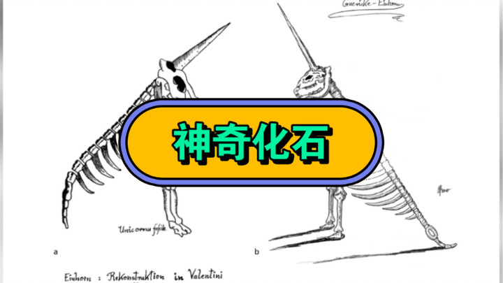 Have you ever seen a fossil like this? Did unicorns really exist?