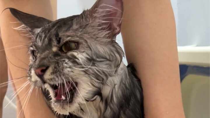 Mèo Maine Coon có ngoại hình và giọng nói cực kỳ trái ngược khi tắm trông sẽ như thế nào?