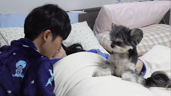 Mengadopsi anak anjing bagi pasangan pengantin baru sama saja seperti berpisah rumah? Xiao Kele berh