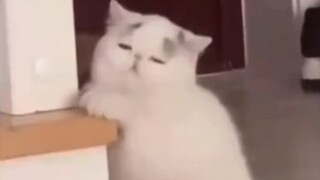 هذا هو القط الذي يستيقظ مبكرًا للعمل، أليس كذلك؟