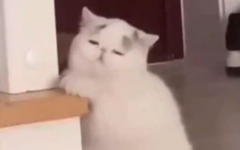 这就是早八的猫吧