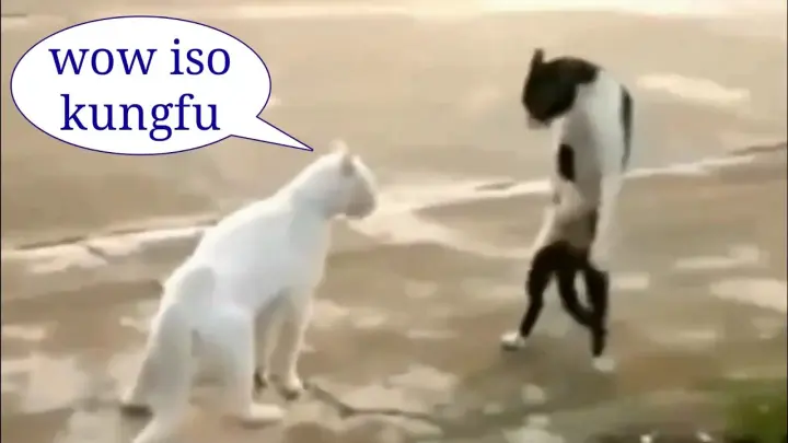 Kucing Lucu bisa Joget dan Nyanyi bikin Ngakak | Cute Cats and Kittens - Bstation