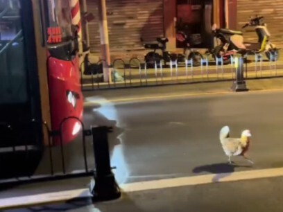 Kondisi Terkini Ayam Listrik Guangzhou