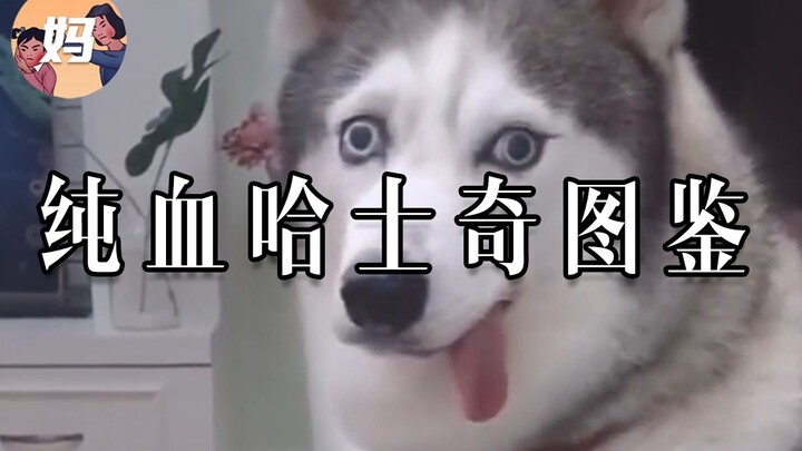 [Hình minh họa Husky thuần chủng] Bạn có nghĩ chó của tôi thuần chủng không? #Extra
