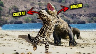 Dapat Kalahkan Musuh Yang Lebih Besar !!  Ini Dia RAHASIA KEKUATAN GIGITAN HEWAN KOMODO.