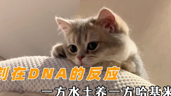 Setiap tanah membesarkan kucingnya sendiri, kucing di Yunnan gemar memakan jamur liar