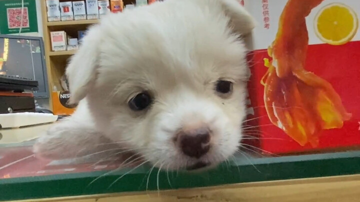 เปิดเผยสายพันธุ์ลูกสุนัขตัวเล็กที่เจ้าของซูเปอร์มาร์เก็ตเก็บมาได้แล้ว