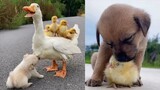 Baby Animals Doing Funny Things | Cute Baby Duck Running | Puppies And Kittens Playing | Cute Pigs