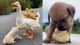 Baby Animals Doing Funny Things | Cute Baby Duck Running | Puppies And Kittens Playing | Cute Pigs
