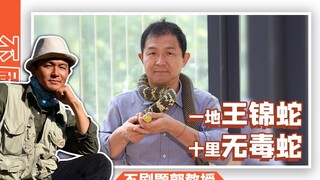 Let's grab a Wangjin scarf and enlighten everyone about what the King of Snakes is all about!