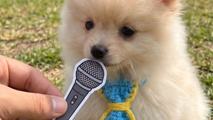 When you ask your dog what kind of work they do
