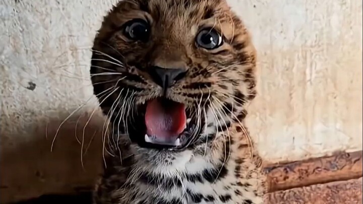 Si macan tutul kecil berkepala bulat mengira dirinya sangat garang
