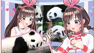 Hãy đến và chơi với Panda nhé!
