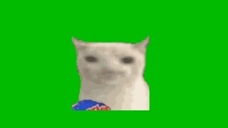 比养的小猫绿幕素材