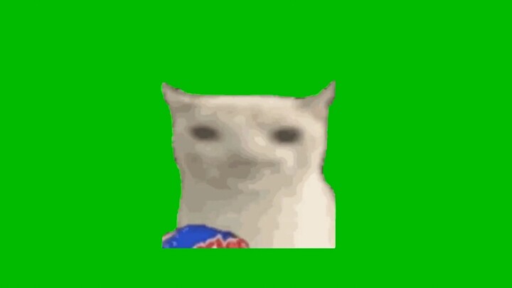 比养的小猫绿幕素材