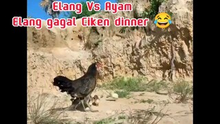 Elang Gagal Ciken Dineer