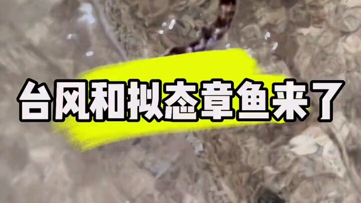 I hope Typhoon Saola will show some mercy and spare my yurt shark tank and the mimic octopus.