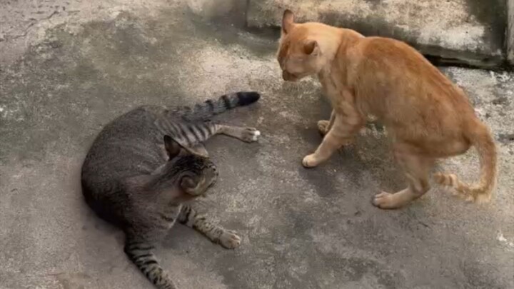 หยอกกันเล่น #cat #猫