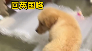 狗“回英国咯”水:对方撤回了一条狗