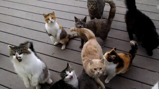 Aku berpikir tentang betapa mengagumkannya seekor kucing, sampai aku mengetahui bahwa dia tidak hany