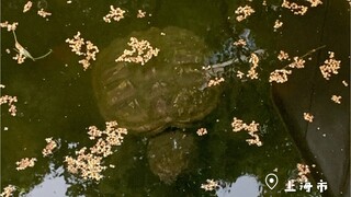 Snapping turtle found in Shanghai prevention zone community