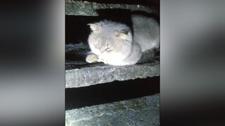 Lu tâm trạng quá...cunyeucuadua yeumeo yeuchomeo mèocon mèo chómèo mèocon mèokhôn yeuchomeo cưng mèocute pet cat catsoftiktok cute