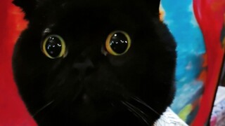 Sarapan pun harus penuh dengan suasana! Barang hitam ini mengajari saya banyak hal! Saya benar-benar