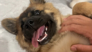 The Sheniu puppy came to visit even on rainy days, and had breakfast and lunch with us. It was so co
