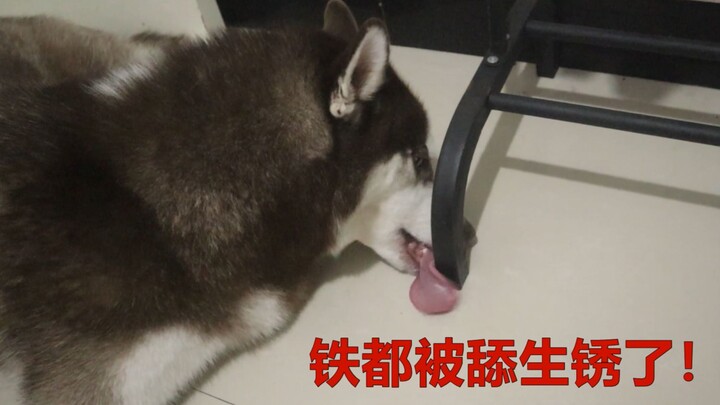 Husky: The doctor says I’m iron-deficient, so I really need to start补铁!