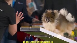 个头小小的博美犬，比赛闯关的时候毫不含糊：快！准！稳！