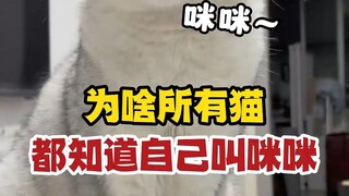 Why do all cats know their own name is Mimi?