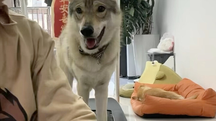 การฝึกอดอาหารของสุนัข