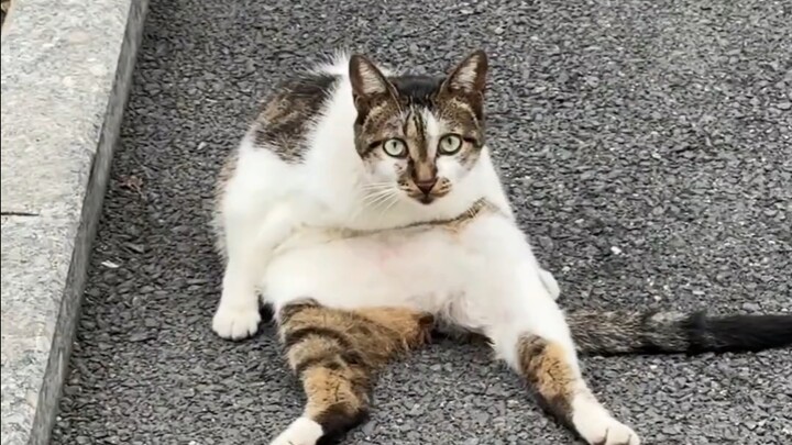 แมวจะนั่งแบบนี้ได้ยังไง?