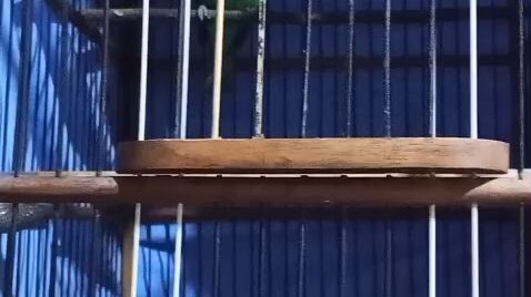 Burung Cucak Ijo Patriot